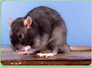 rat control Kirkby In Ashfield