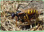 wasp control Kirkby In Ashfield